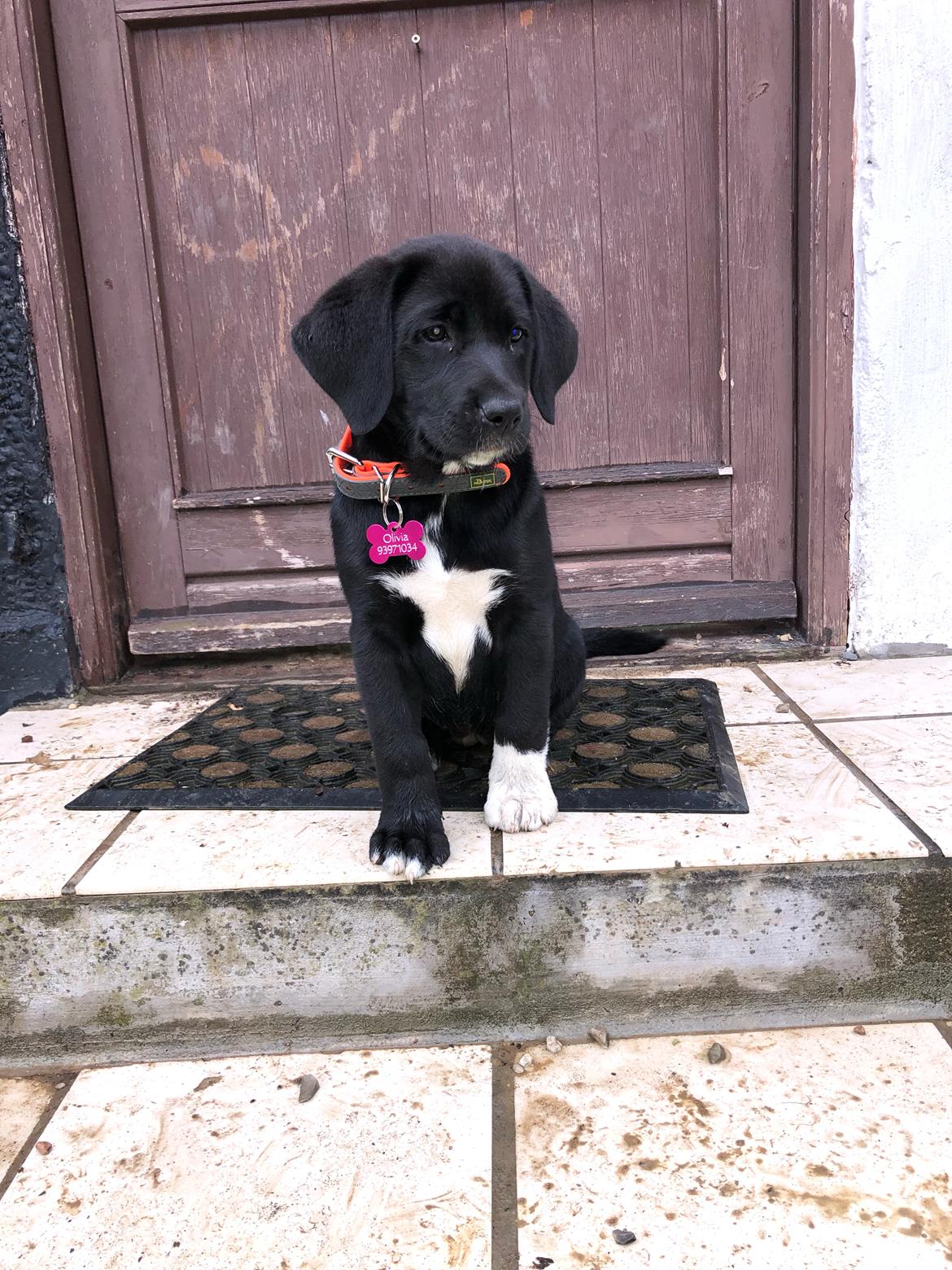 Blanding af racer Olivia billede 1