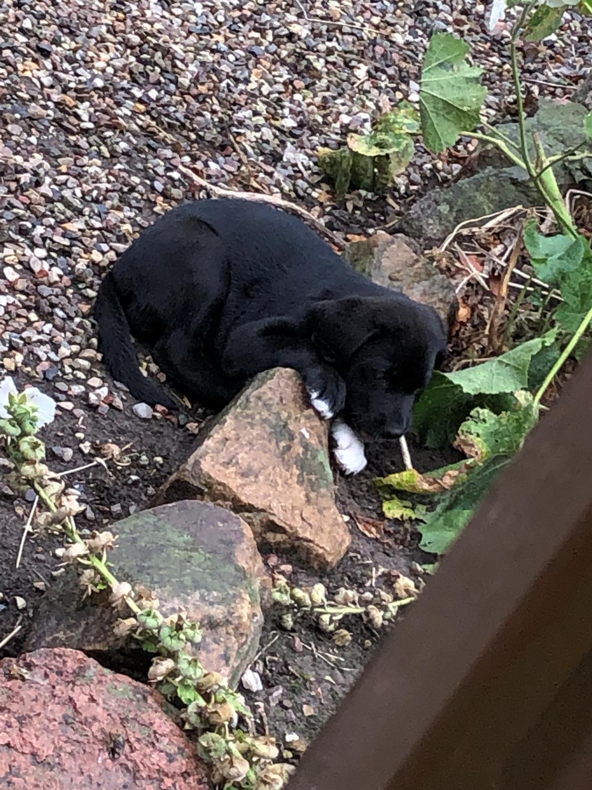 Blanding af racer Olivia billede 2