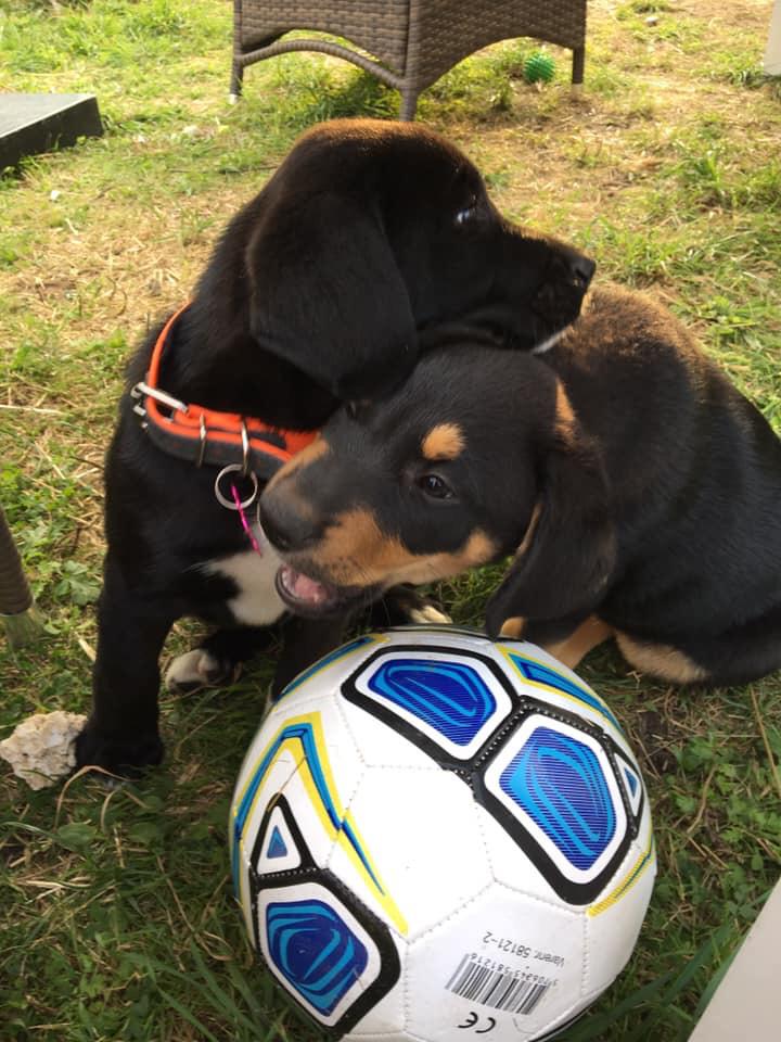 Blanding af racer Olivia billede 6