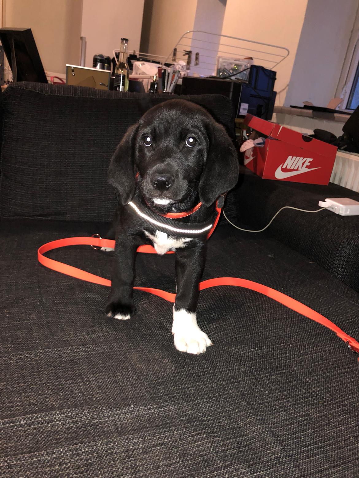 Blanding af racer Olivia billede 4