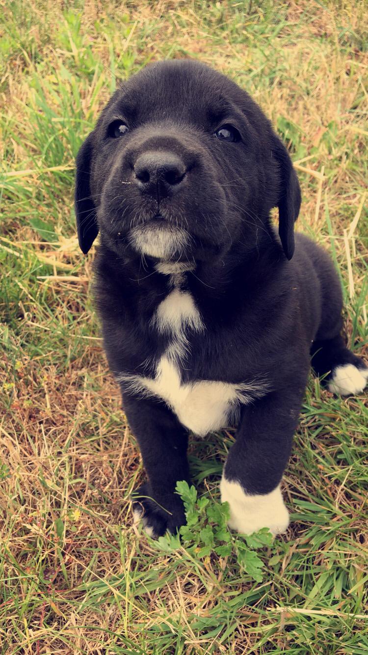 Blanding af racer Olivia billede 11