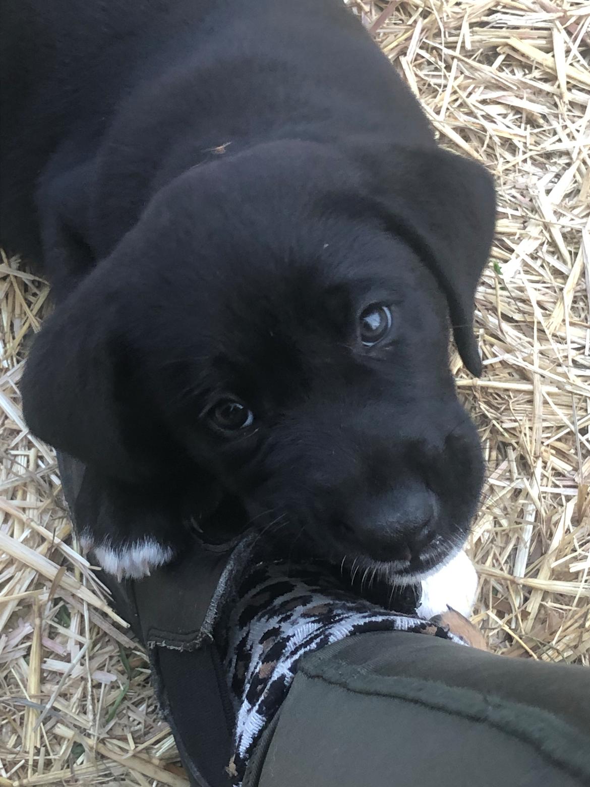 Blanding af racer Olivia billede 10