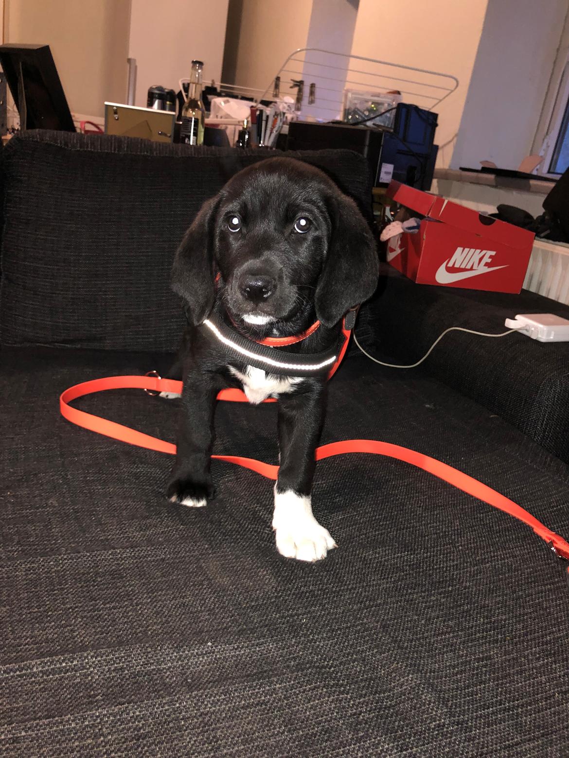 Blanding af racer Olivia billede 5