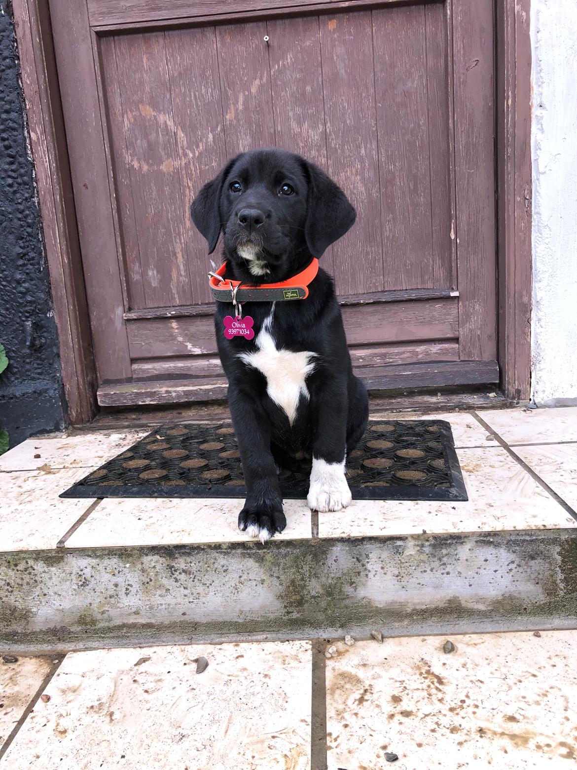 Blanding af racer Olivia billede 8