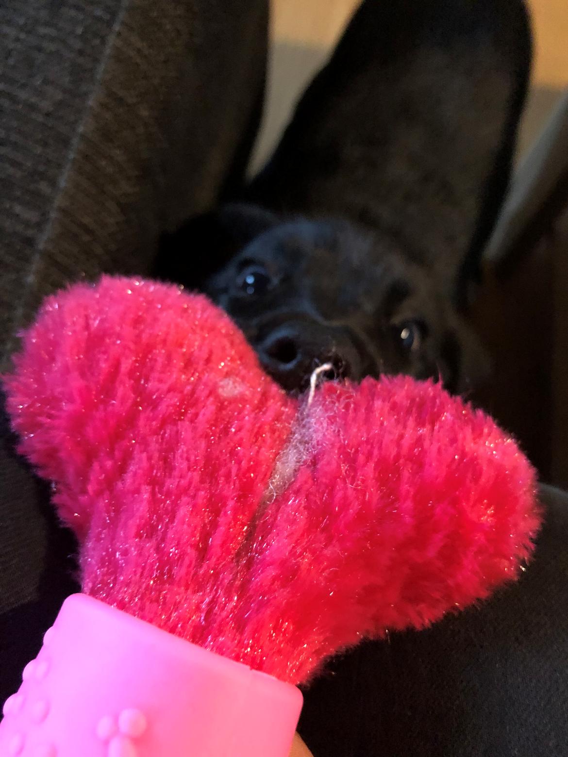 Blanding af racer Olivia billede 12