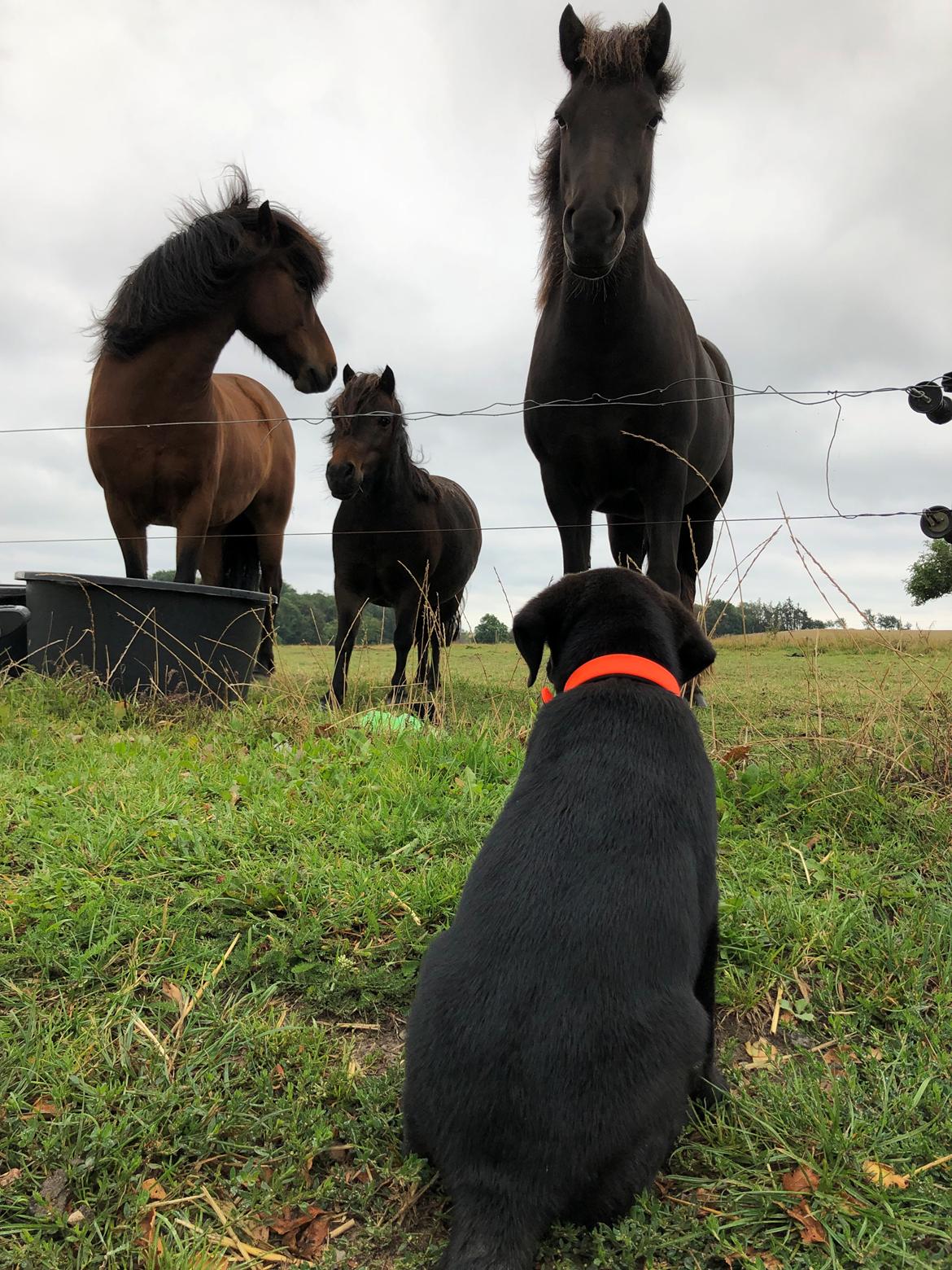 Blanding af racer Olivia billede 13