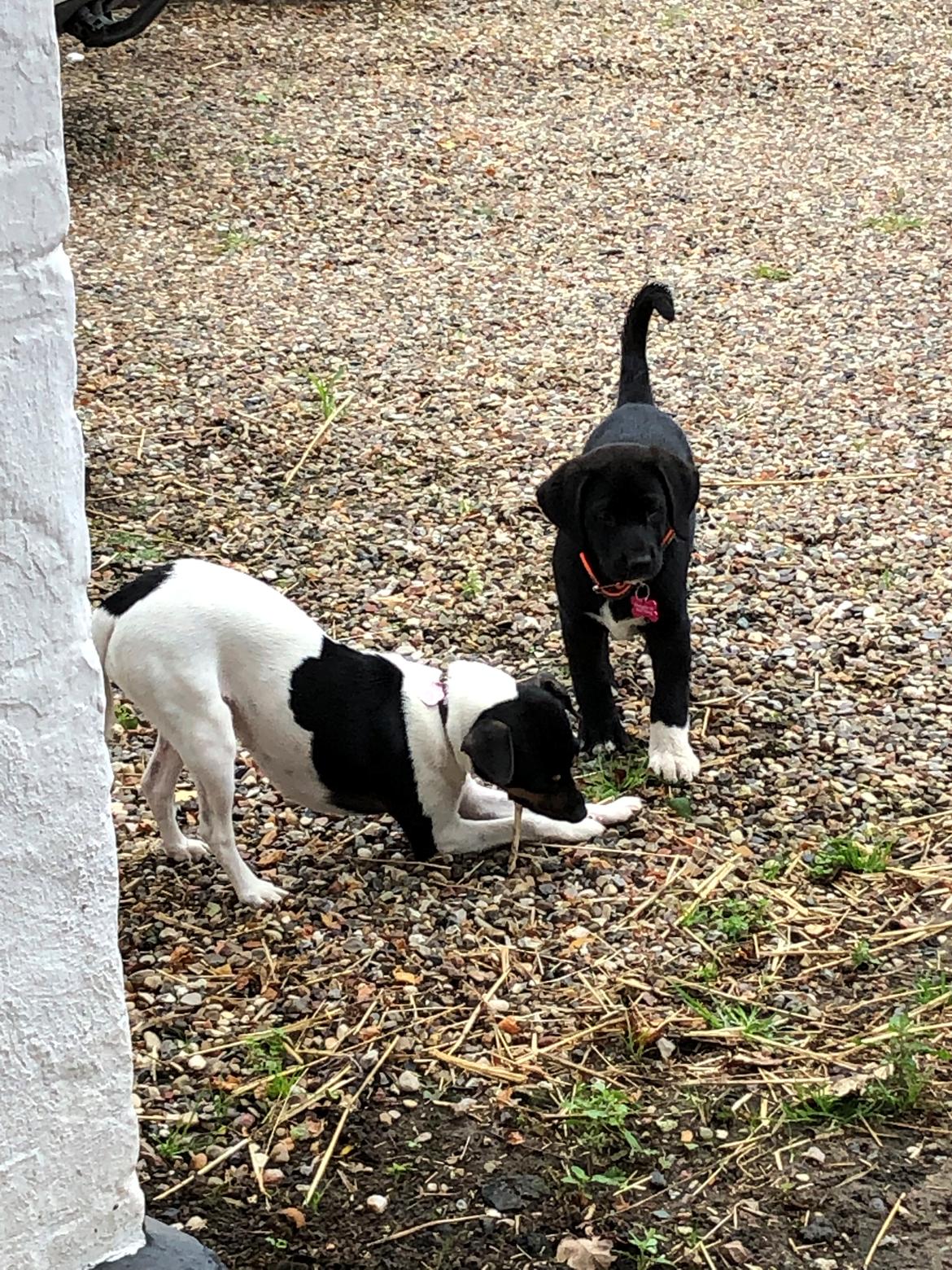 Blanding af racer Olivia billede 9