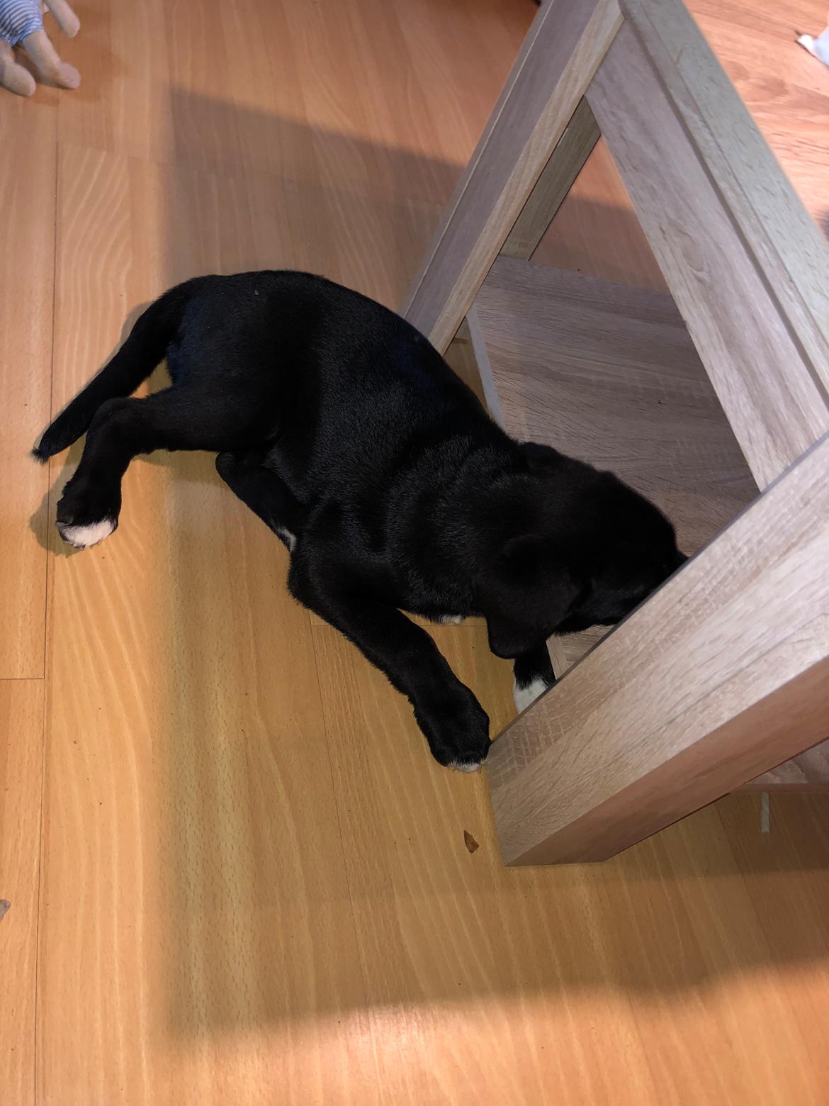 Blanding af racer Olivia billede 15