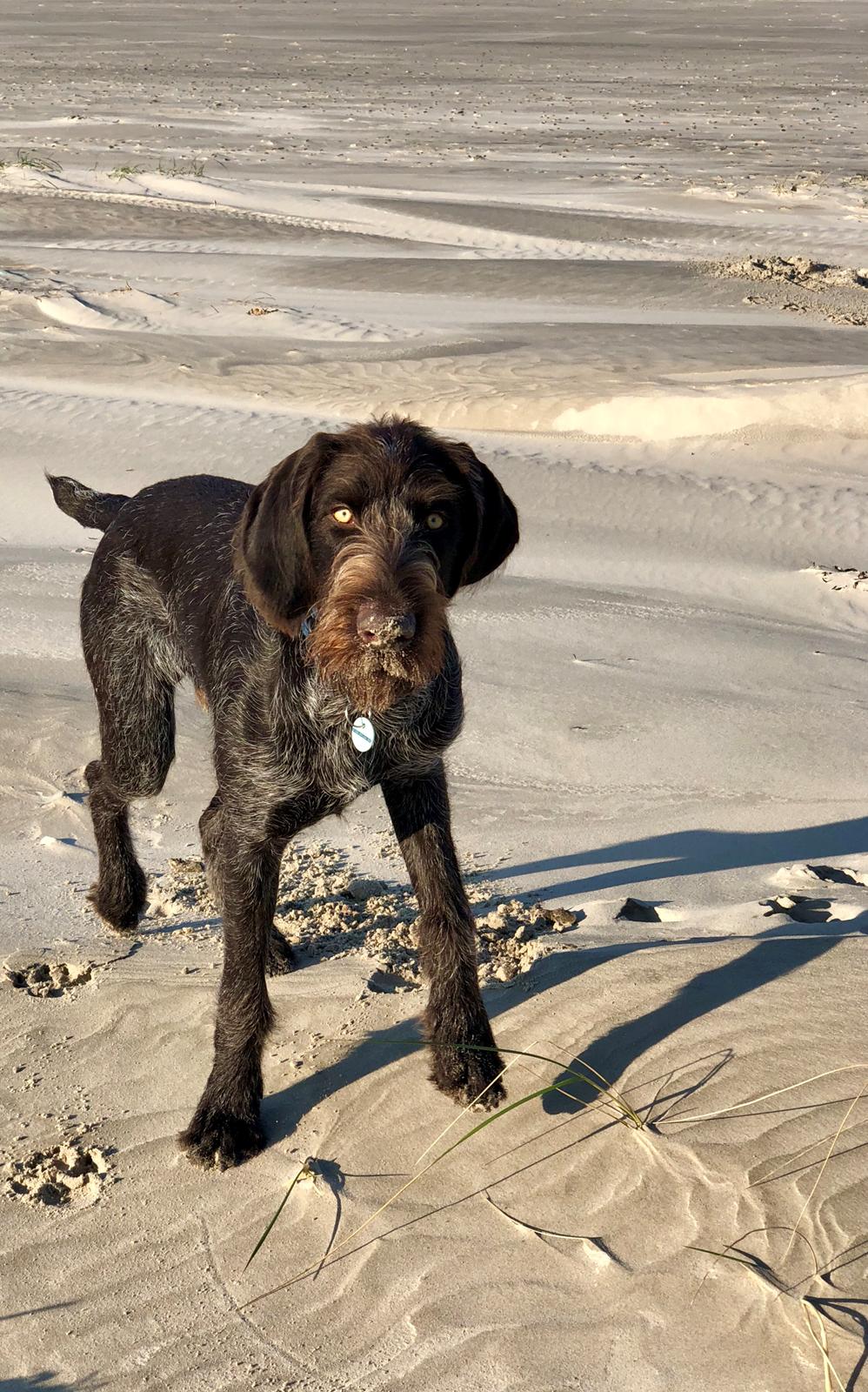 Ruhåret hønsehund Nones billede 10