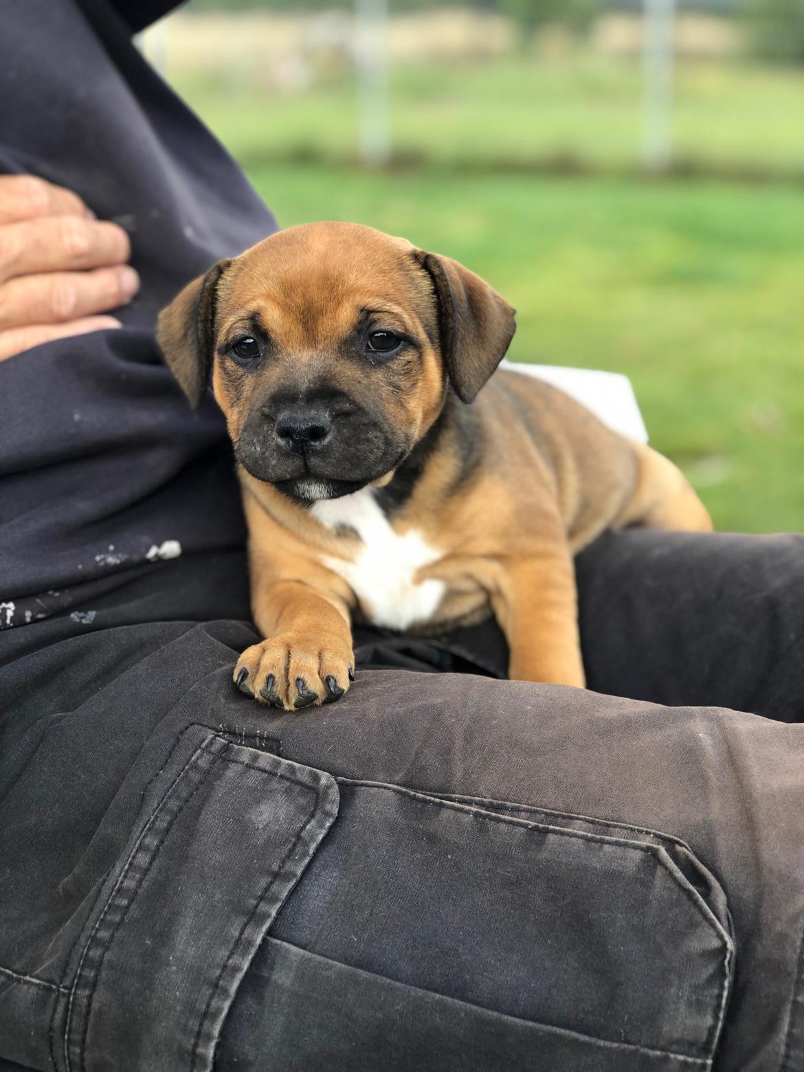 Staffordshire bull terrier Kenya  billede 1