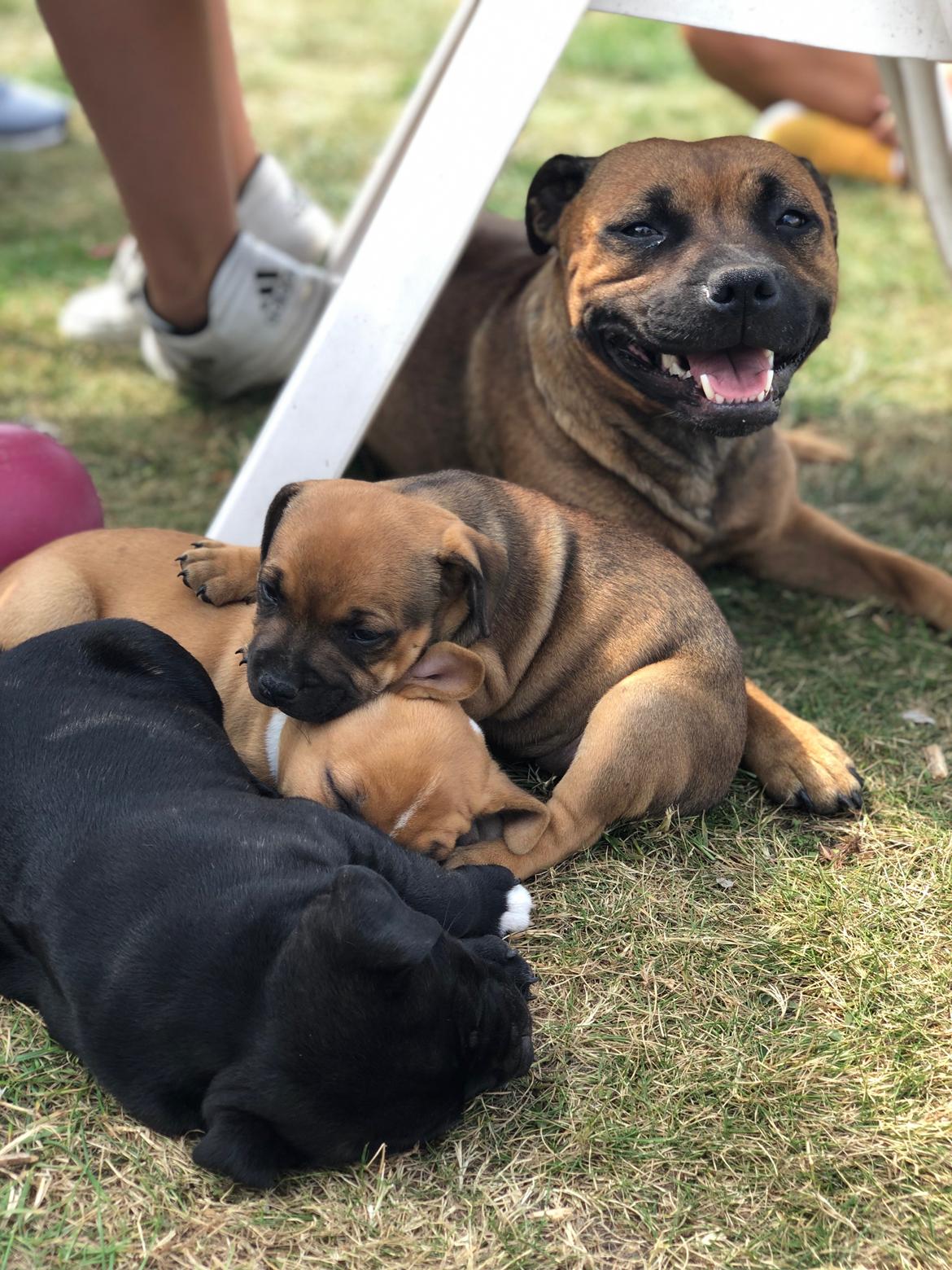 Staffordshire bull terrier Kenya  billede 2