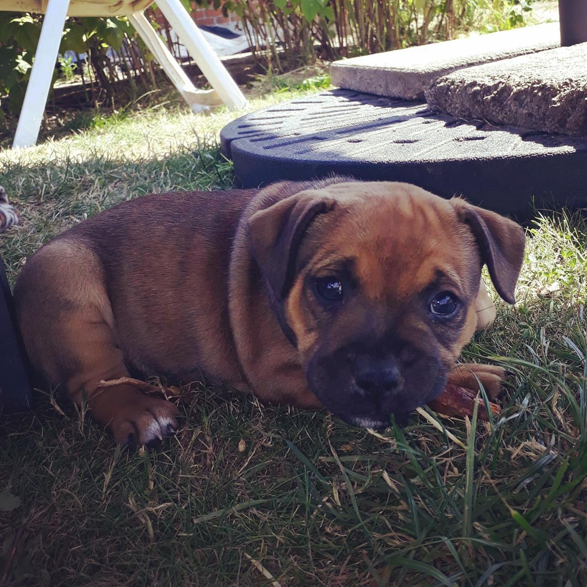 Staffordshire bull terrier Kenya  billede 3