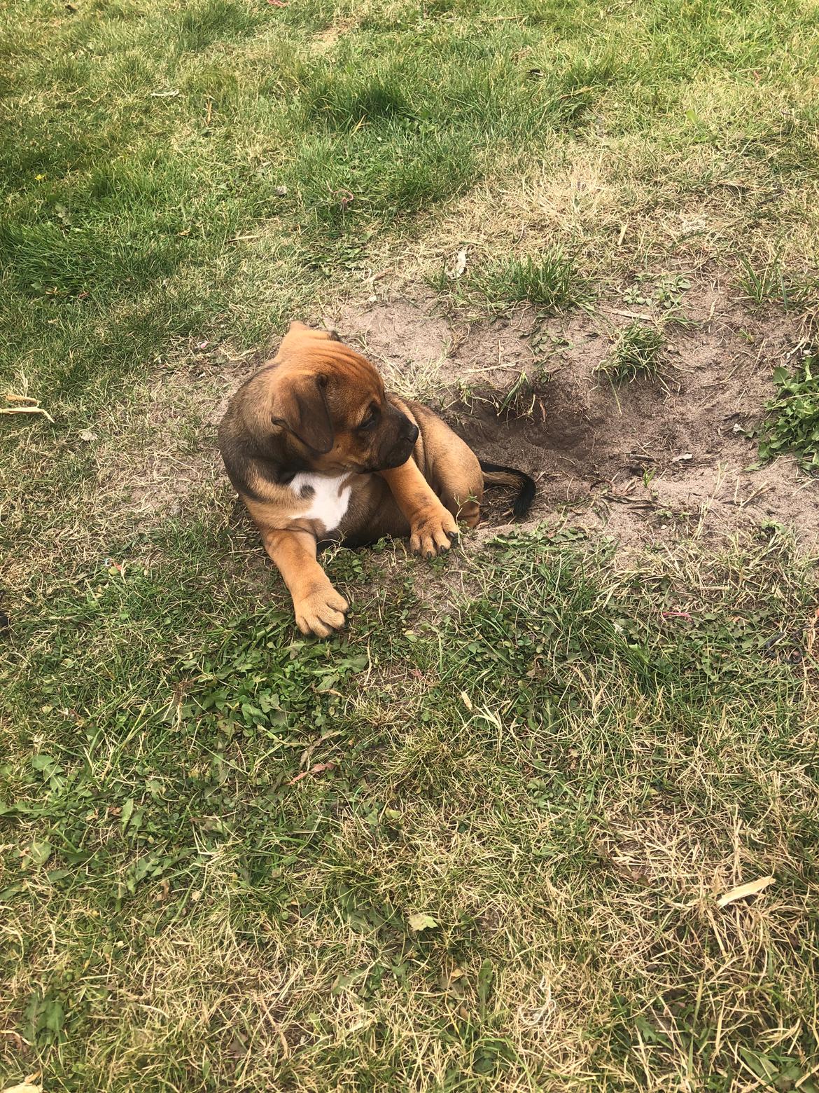 Staffordshire bull terrier Kenya  billede 4