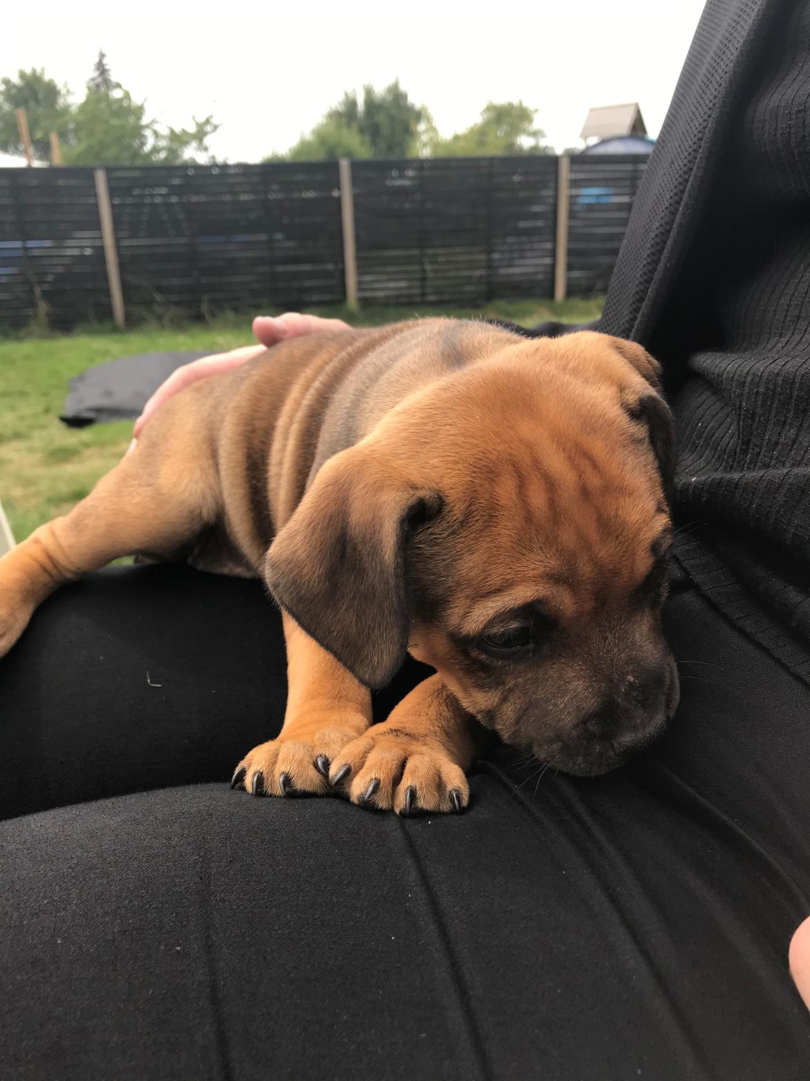 Staffordshire bull terrier Kenya  billede 5