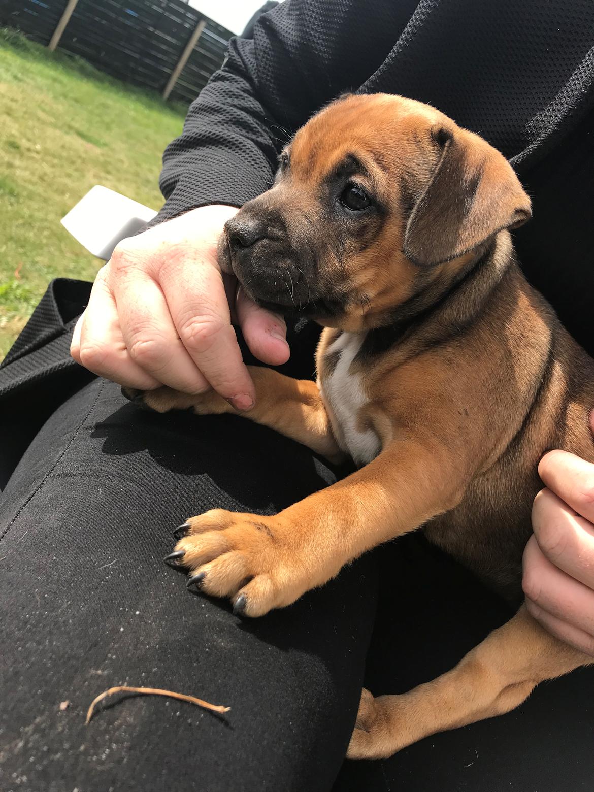 Staffordshire bull terrier Kenya  billede 6