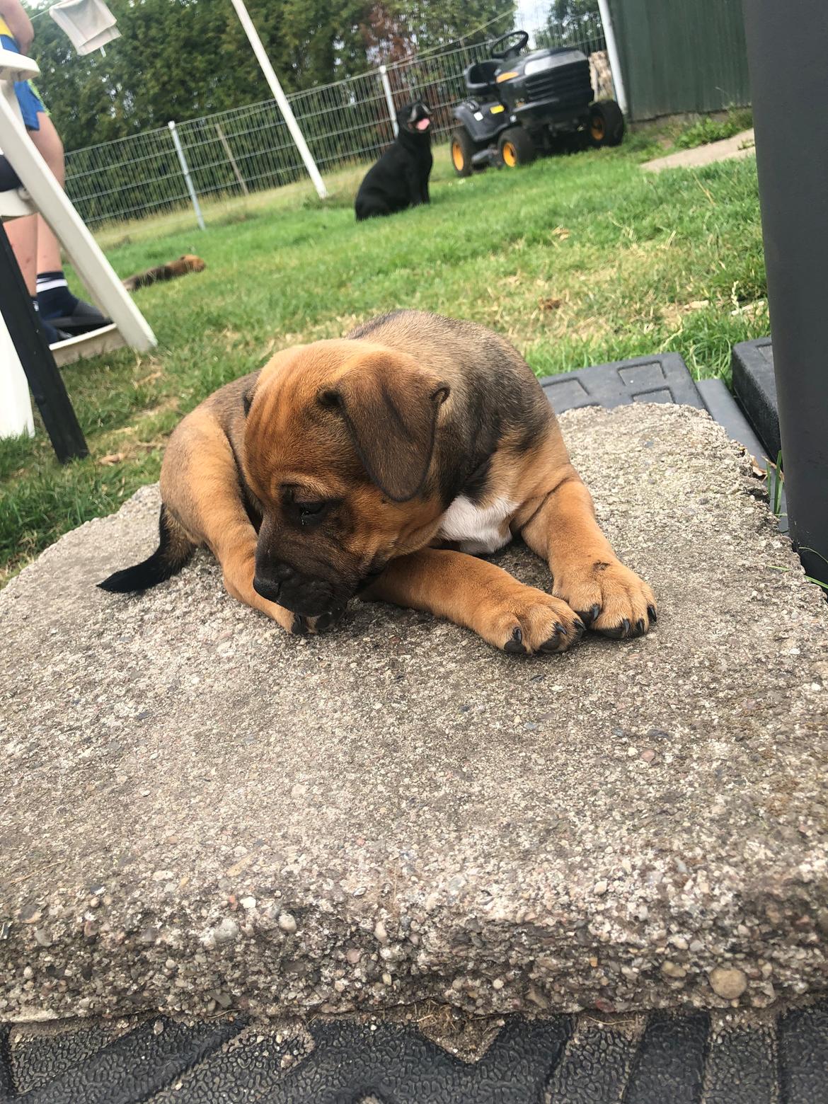 Staffordshire bull terrier Kenya  billede 7