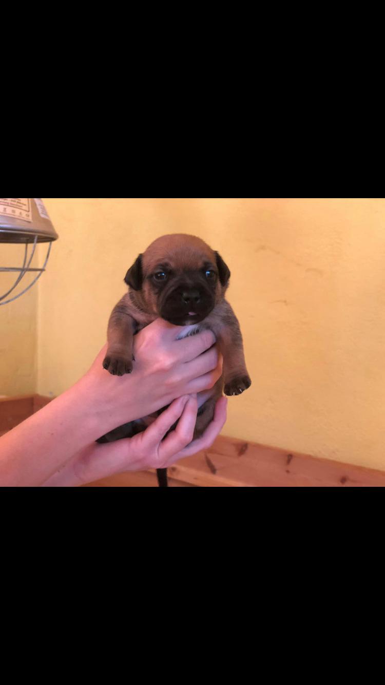 Staffordshire bull terrier Kenya  billede 8