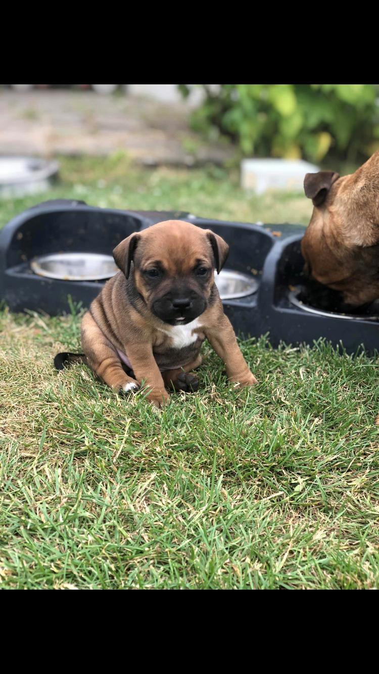 Staffordshire bull terrier Kenya  billede 9