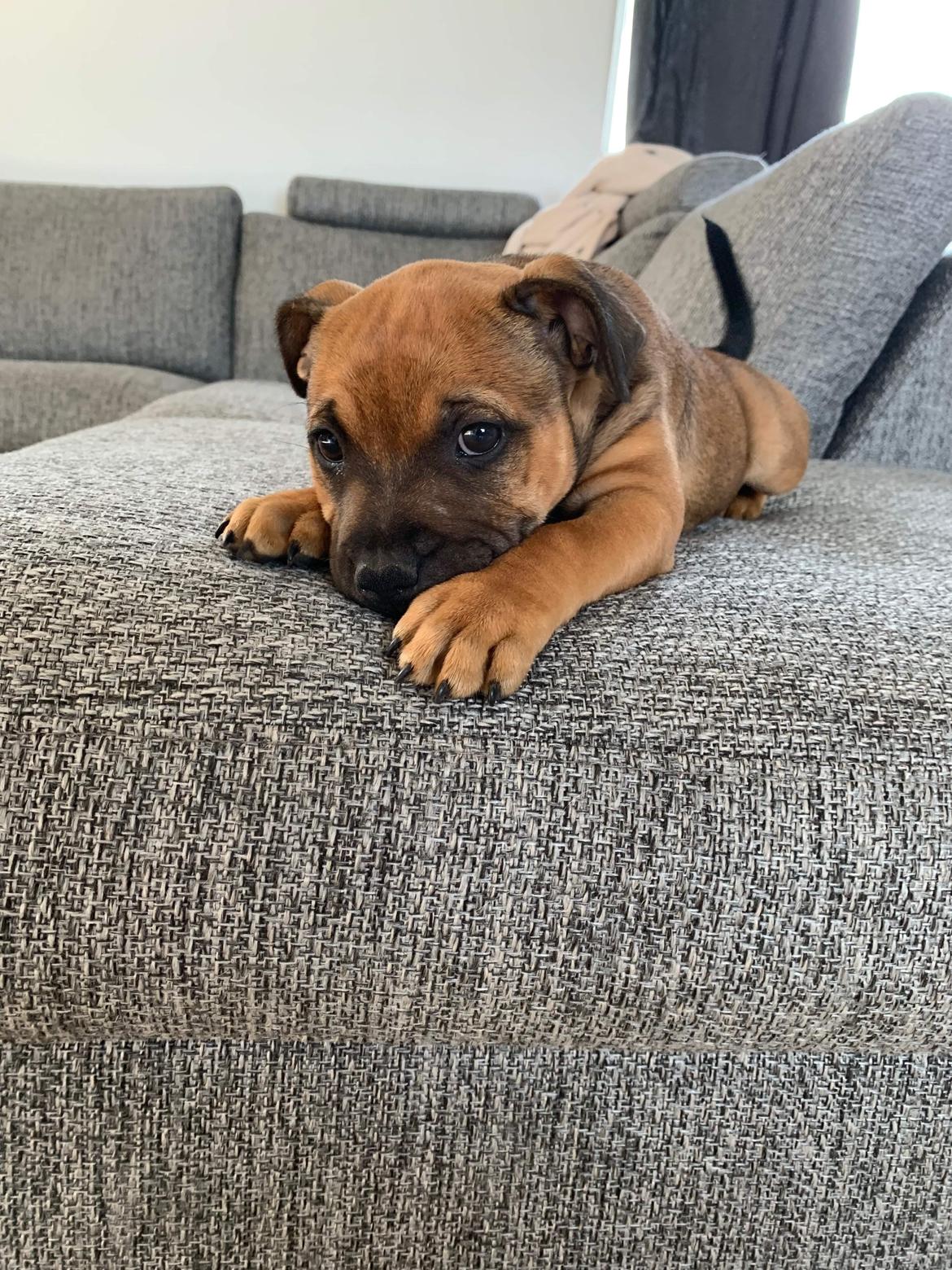 Staffordshire bull terrier Kenya  billede 11