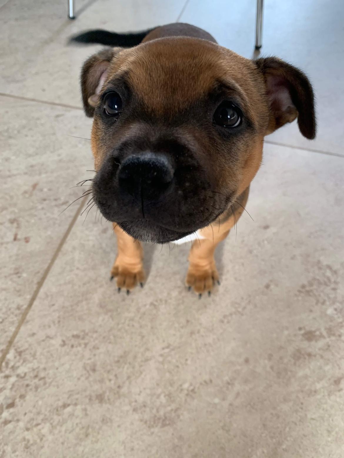 Staffordshire bull terrier Kenya  billede 12