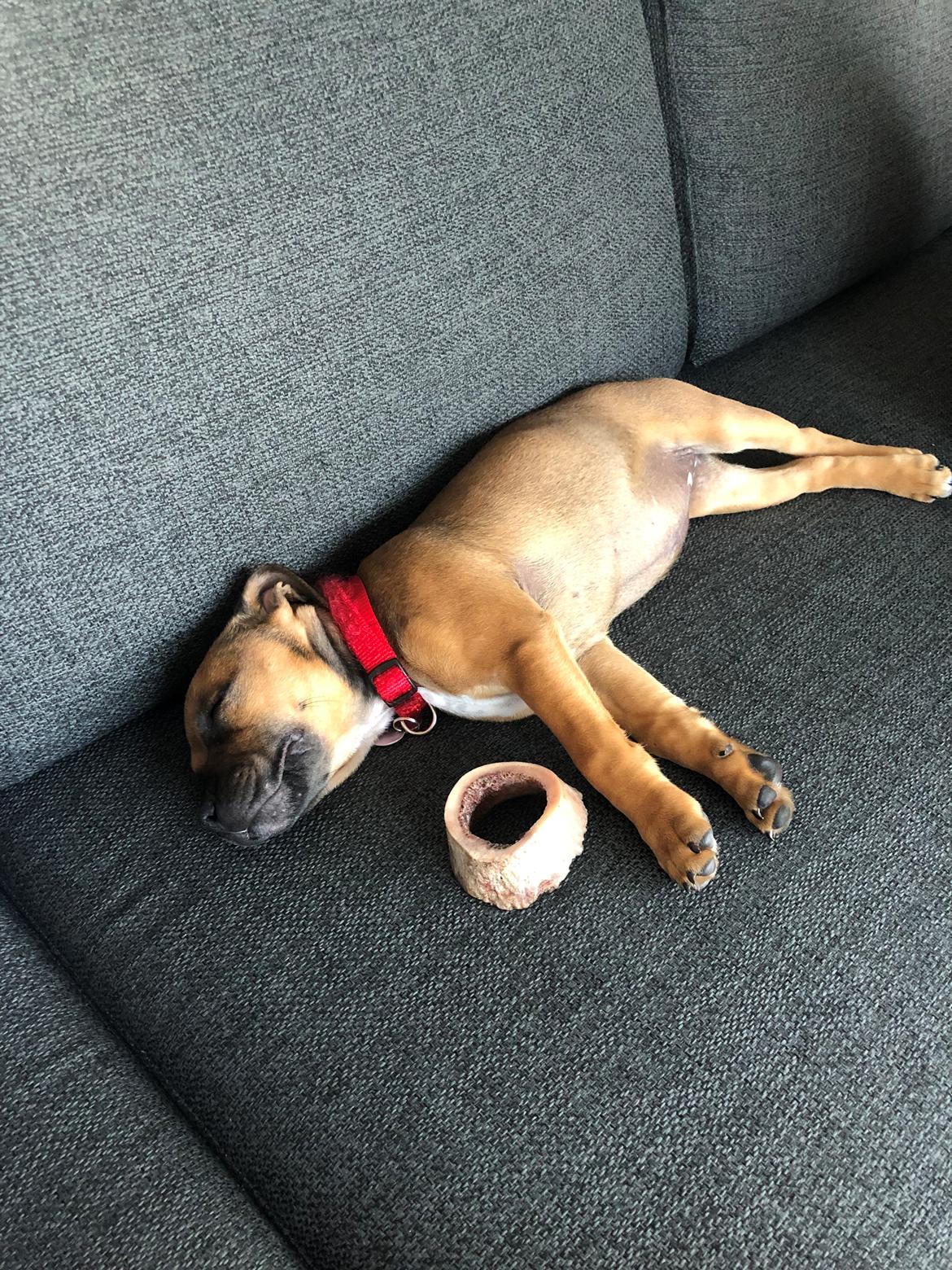 Staffordshire bull terrier Kenya  billede 13