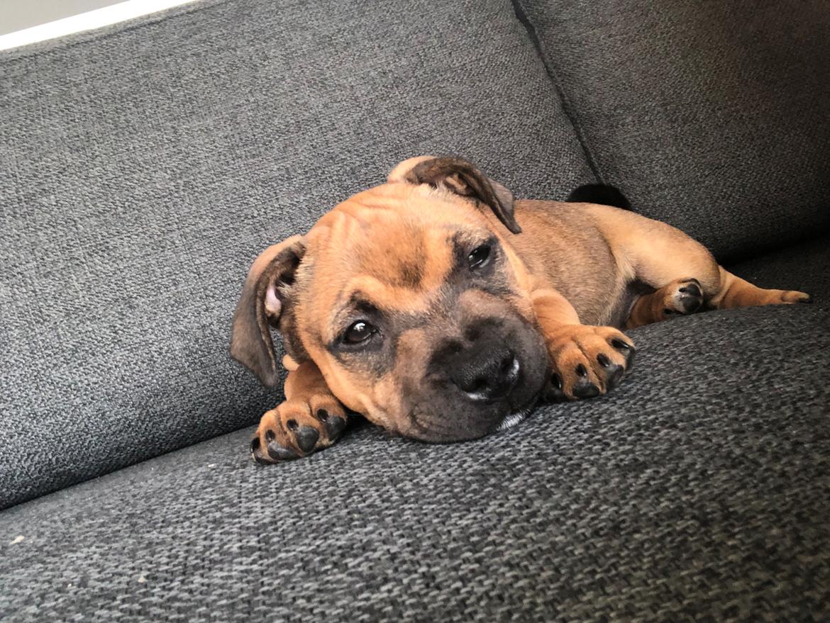 Staffordshire bull terrier Kenya  billede 14