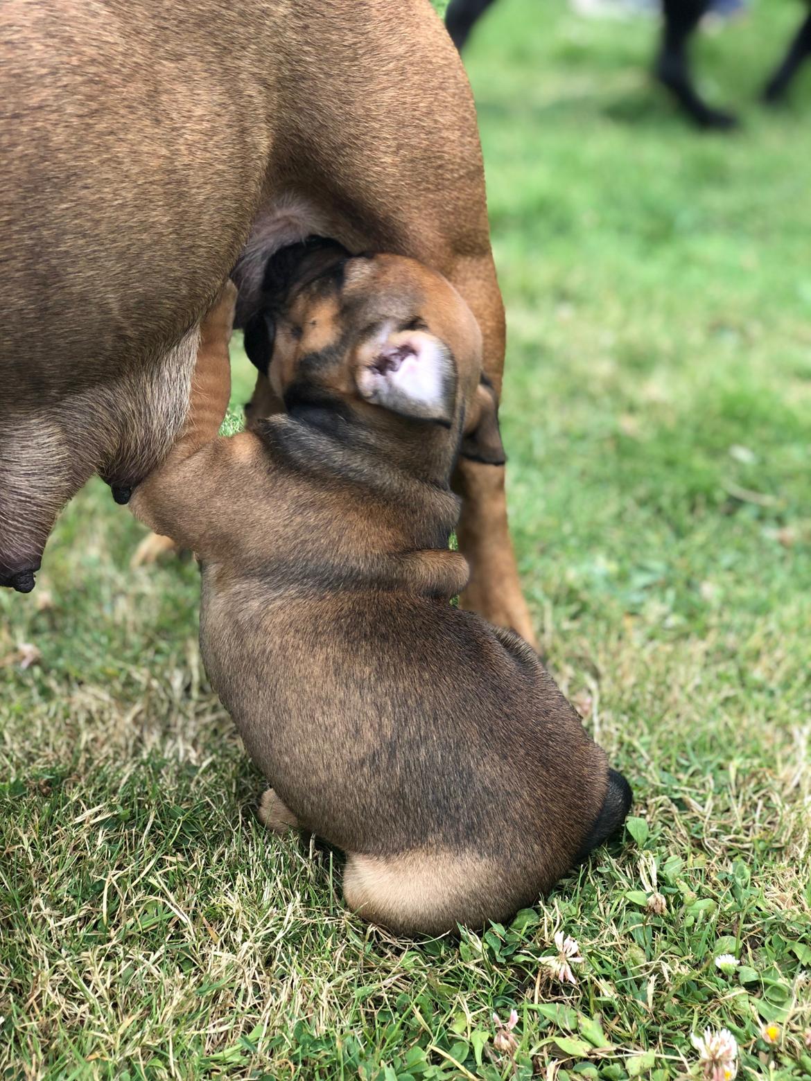 Staffordshire bull terrier Kenya  billede 10