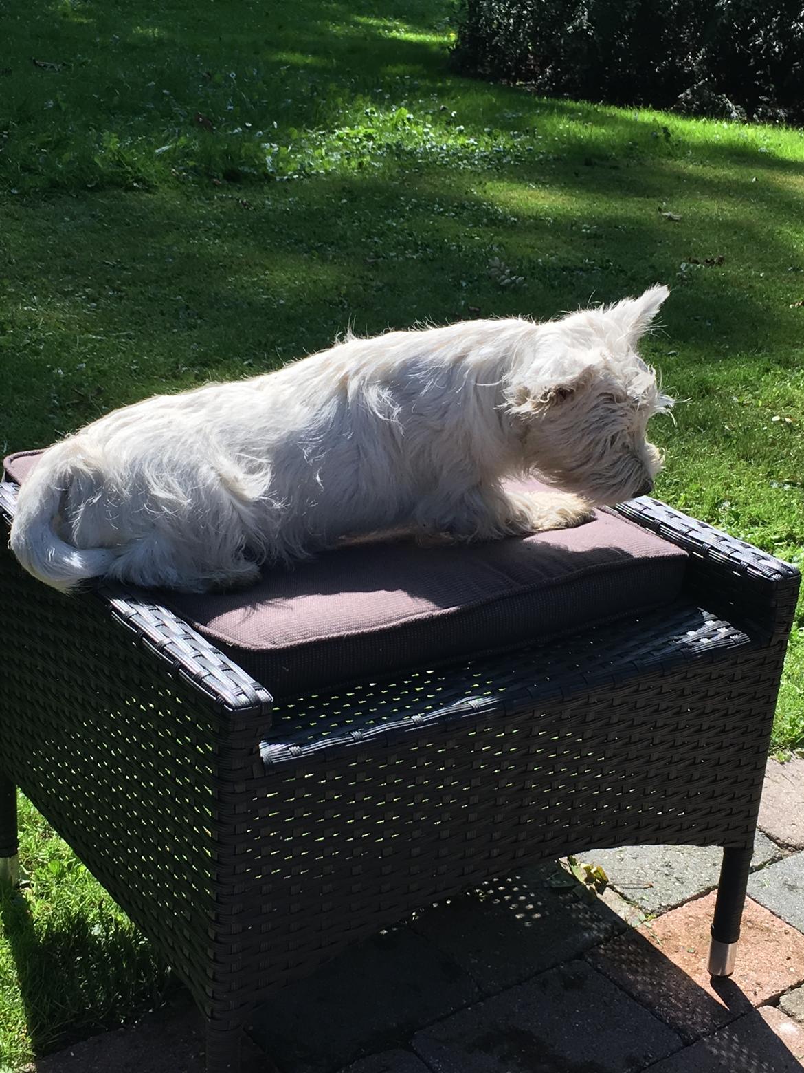 West highland white terrier Laura billede 2