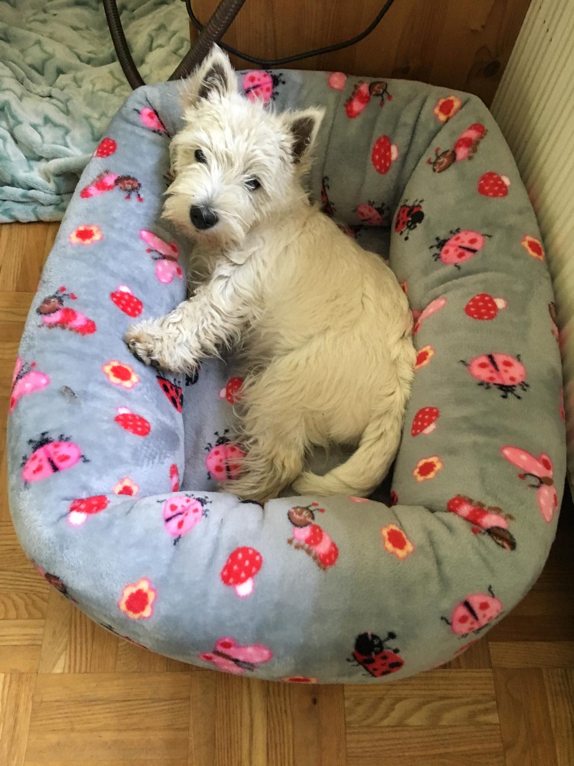 West highland white terrier Laura billede 3