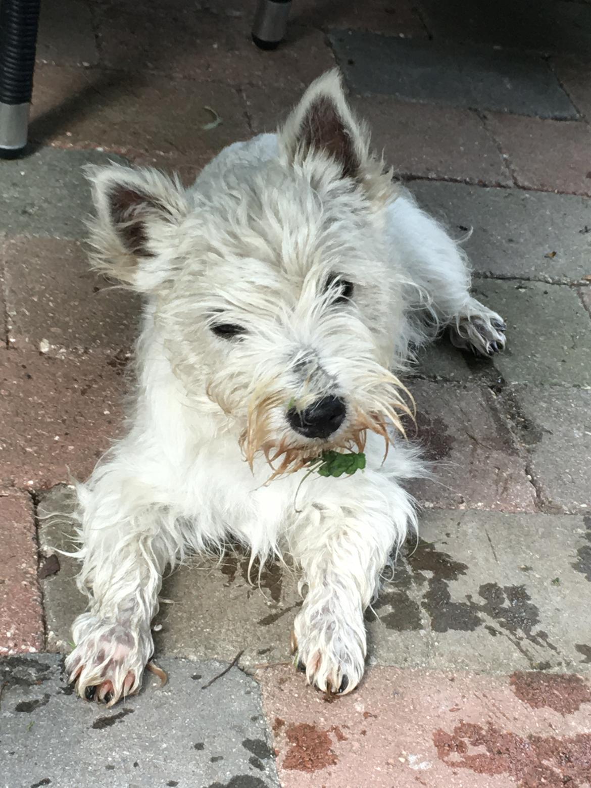 West highland white terrier Laura billede 4