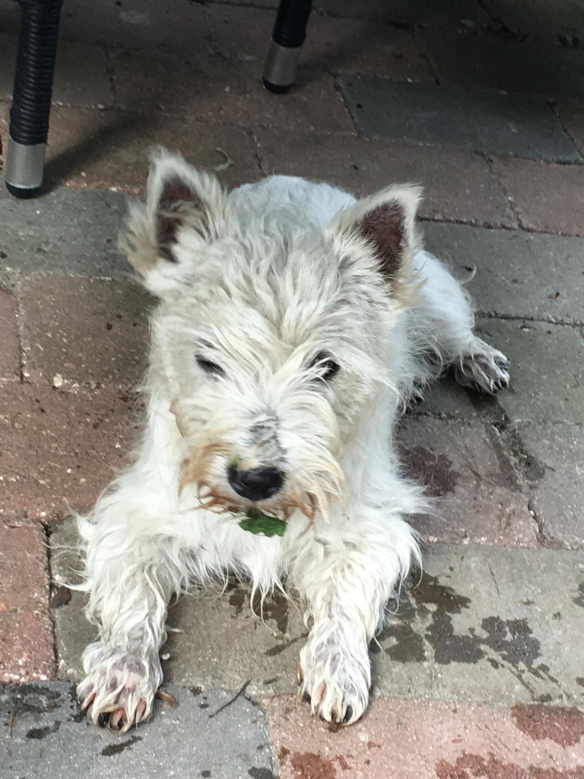 West highland white terrier Laura billede 5