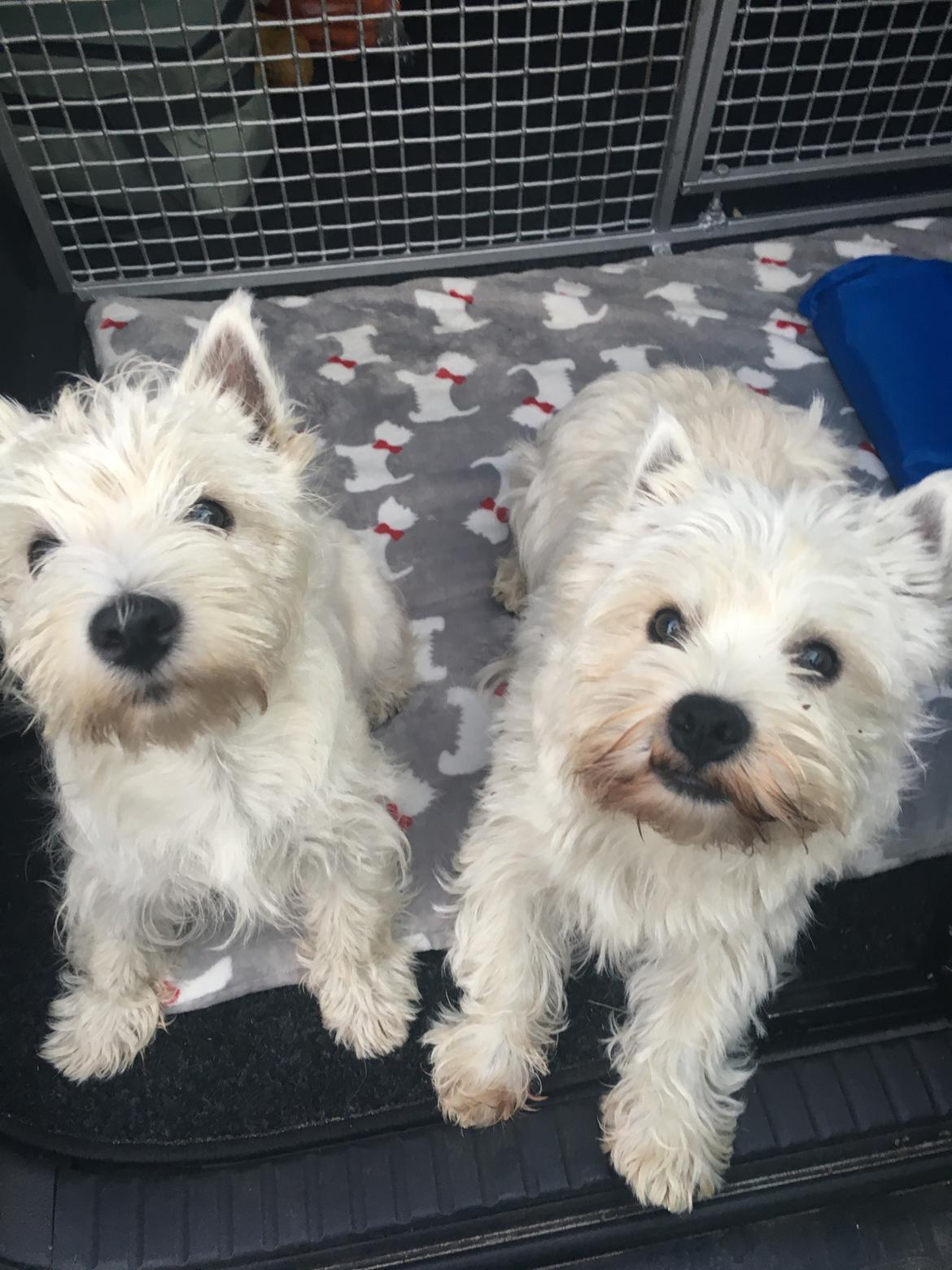 West highland white terrier Laura billede 6