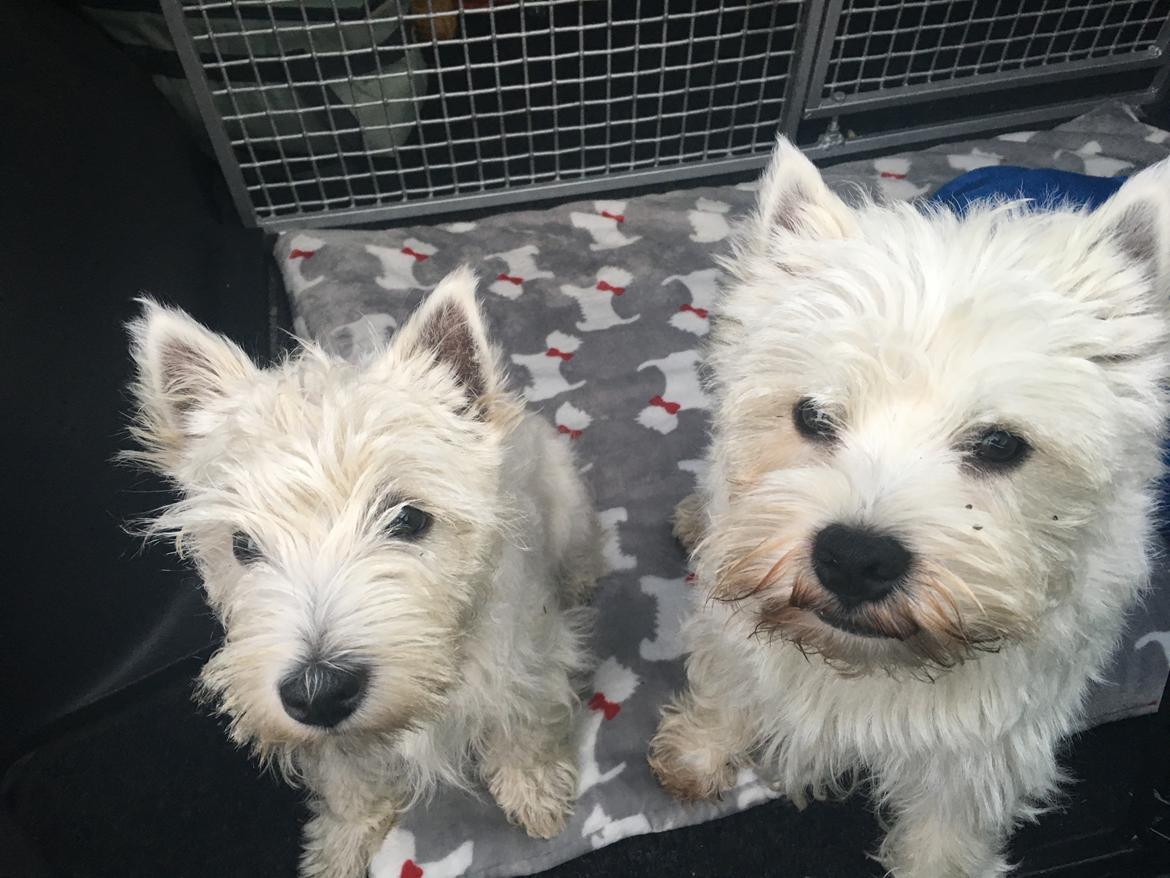 West highland white terrier Laura billede 7