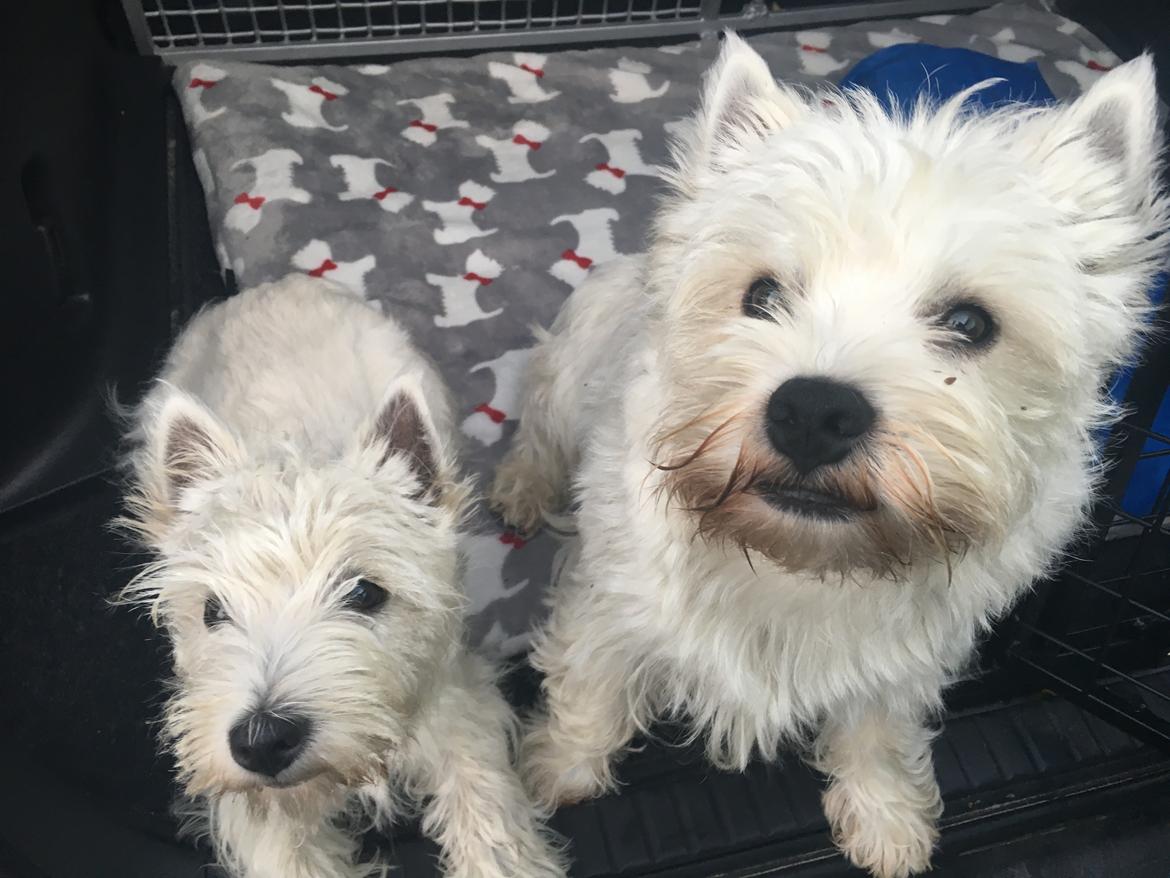 West highland white terrier Laura billede 8