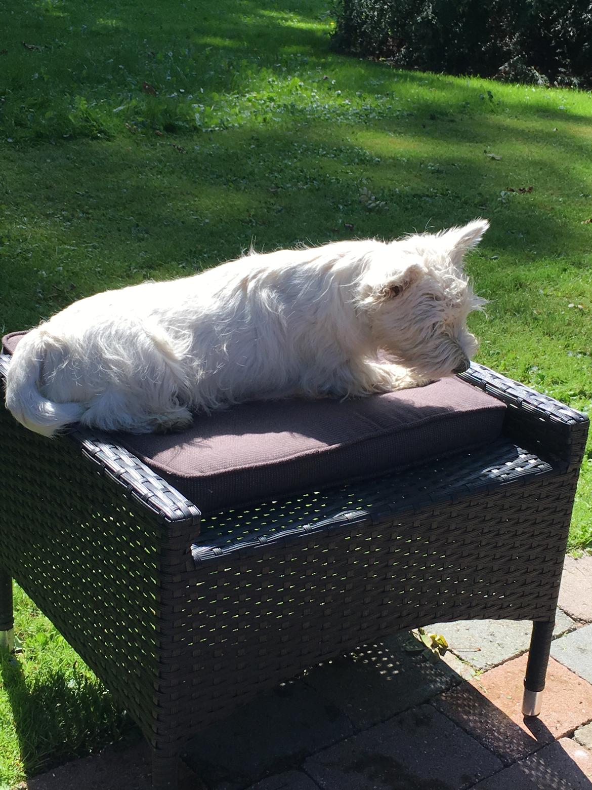 West highland white terrier Laura billede 1