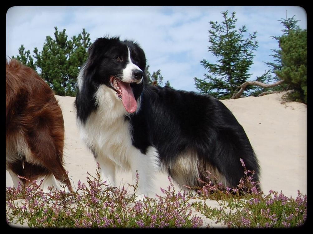 Border collie Hokú Ohana's Amazing Benji billede 23