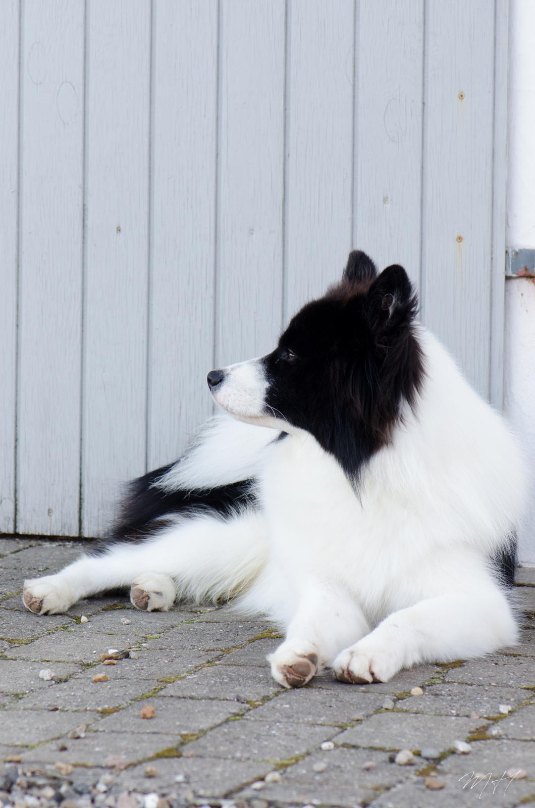 Yakutian Laika DKJV19 DKV19 DKKV19 HRJCH SPLITJW19 El Flaum Zahir - 10 måneder billede 6