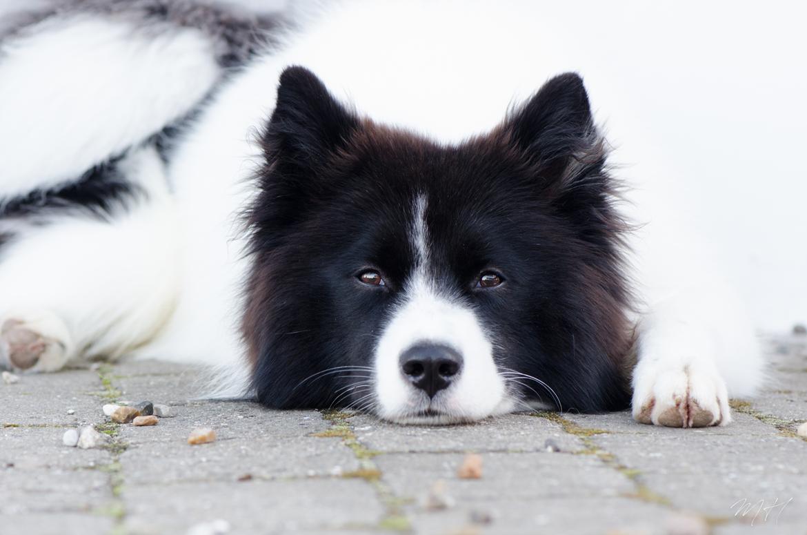 Yakutian Laika DKJV19 DKV19 DKKV19 HRJCH SPLITJW19 El Flaum Zahir billede 8