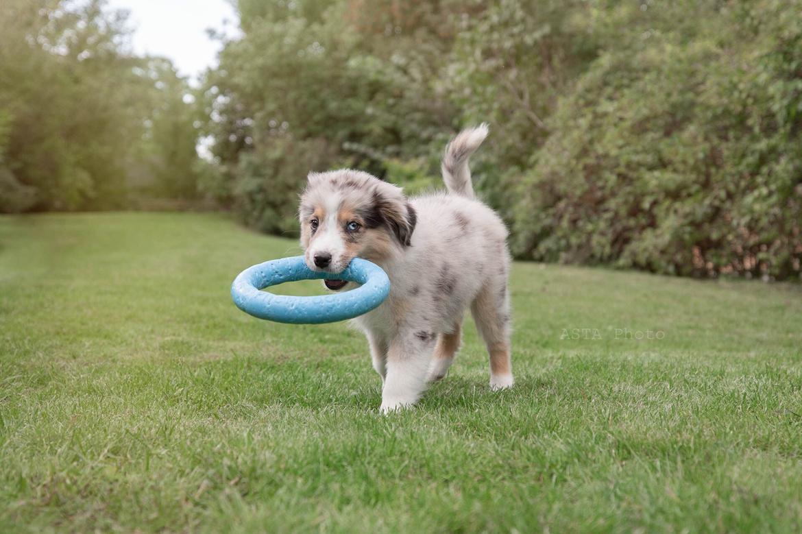 Miniature American Shepherd Ávi / Avicii billede 7