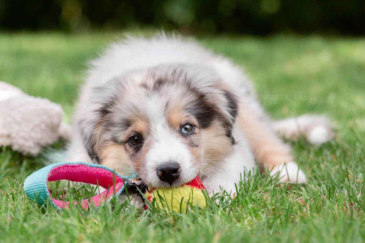 Miniature American Shepherd Ávi / Avicii billede 5