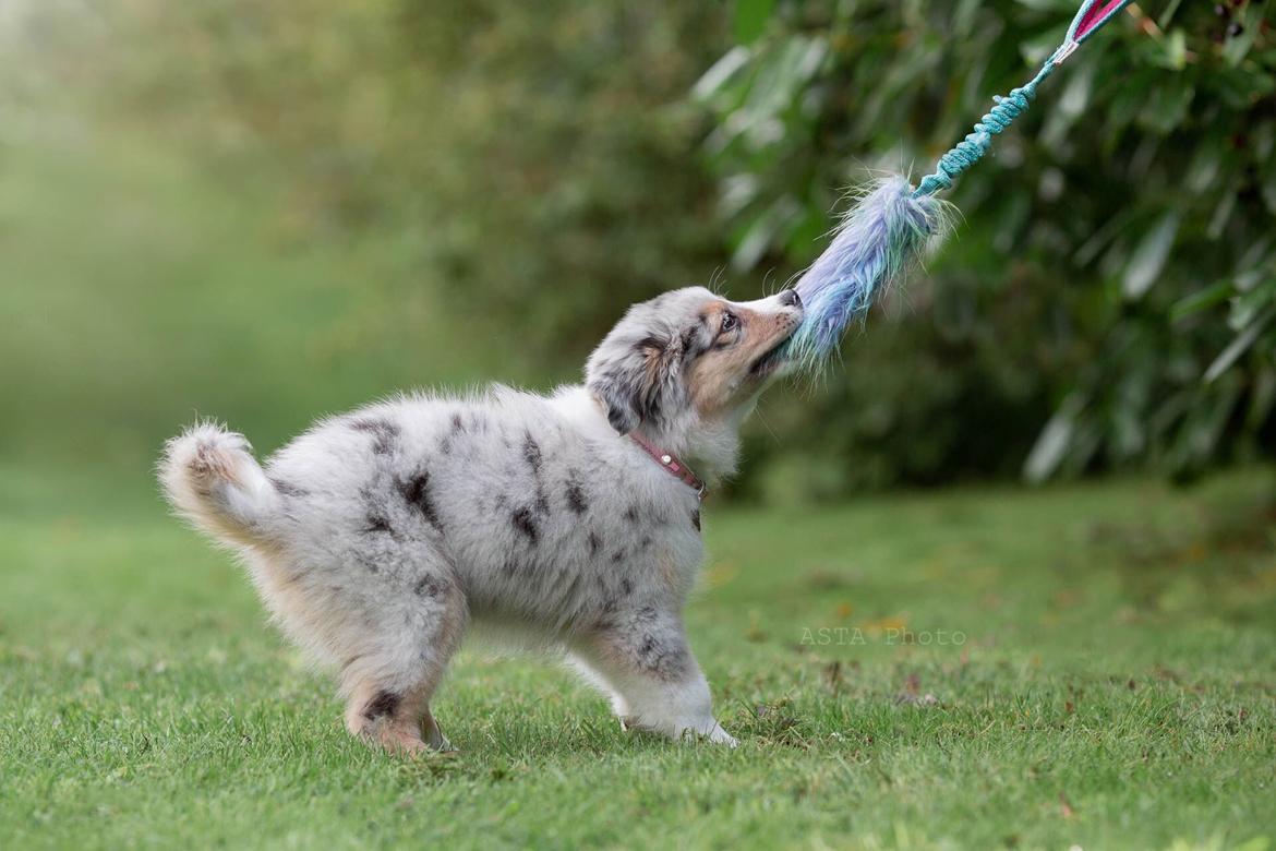 Miniature American Shepherd Ávi / Avicii billede 12