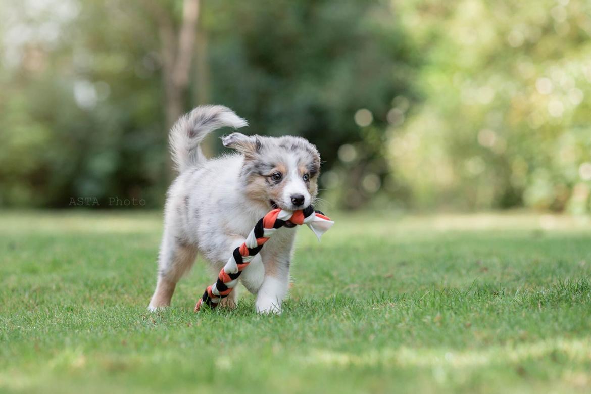 Miniature American Shepherd Ávi / Avicii billede 10