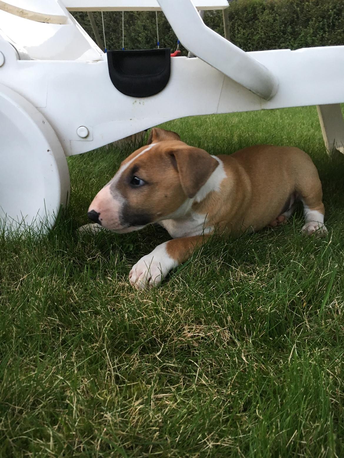 Bullterrier miniature Glossy Black Banana Mania aka Joey billede 5