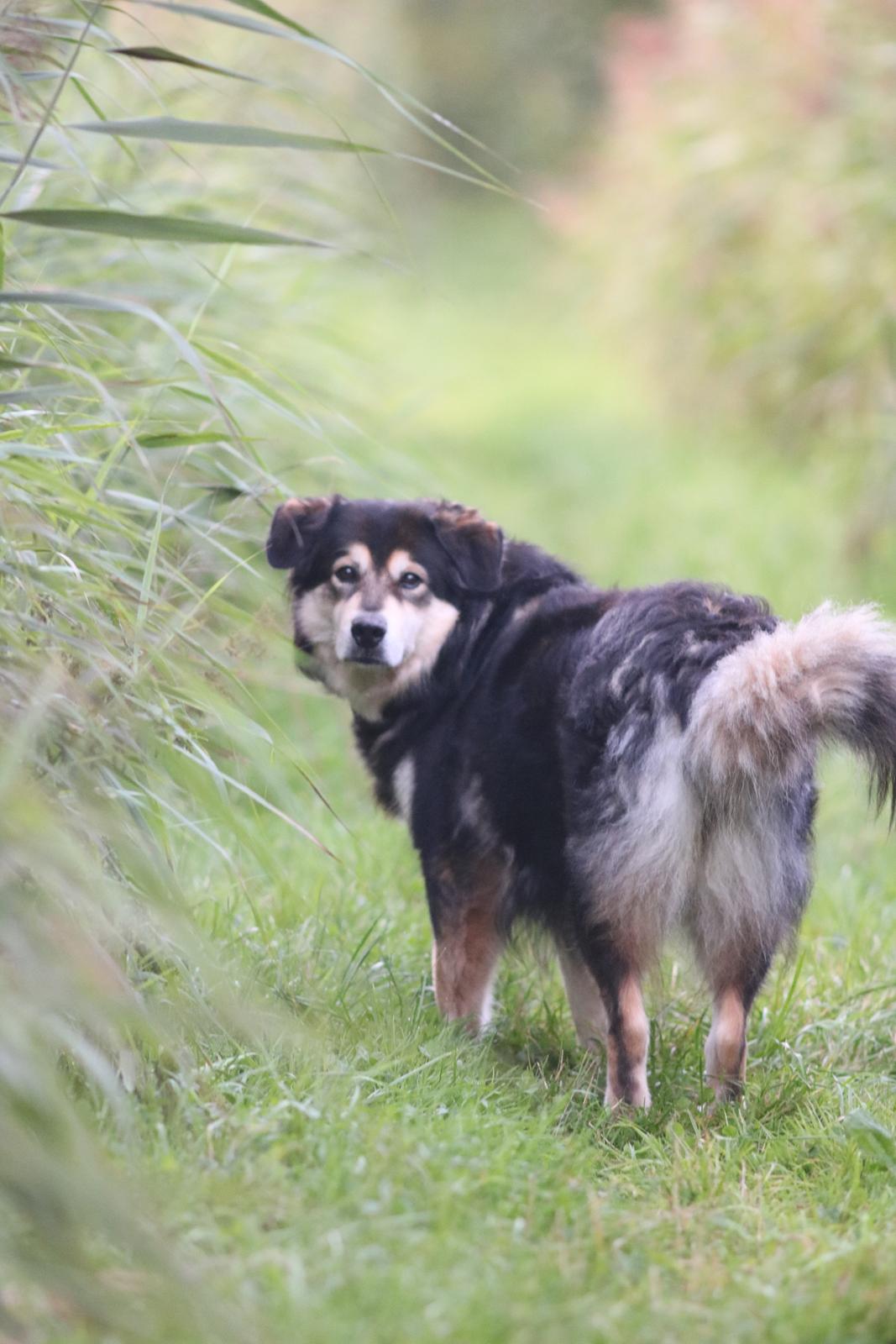 Blanding af racer Tiki (Himmel hund) for altid savnet  billede 28