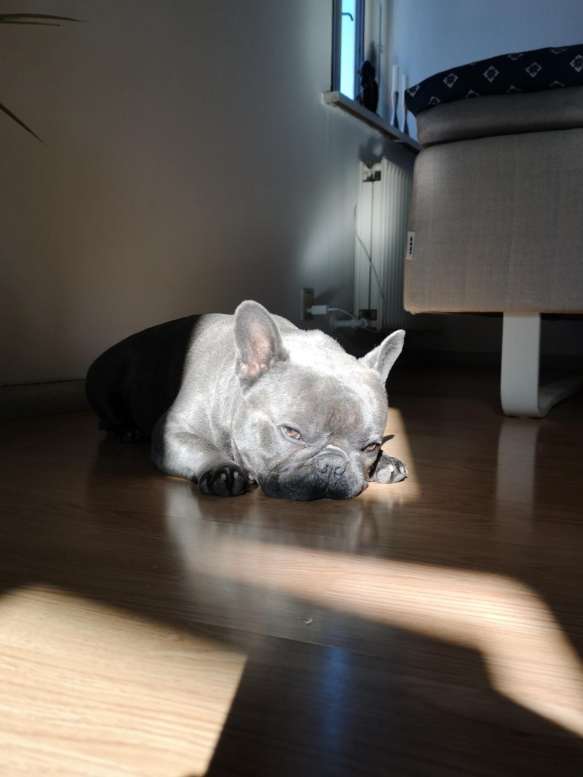 Fransk bulldog Kurt billede 24