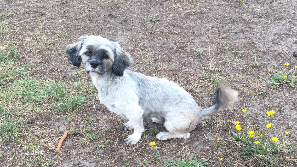 Lhasa apso Tulle *mors*  billede 5