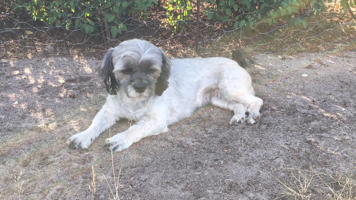 Lhasa apso Tulle *mors*  billede 7