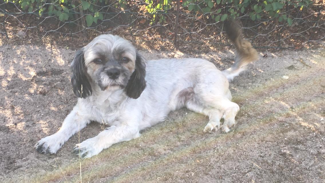 Lhasa apso Tulle *mors*  billede 8