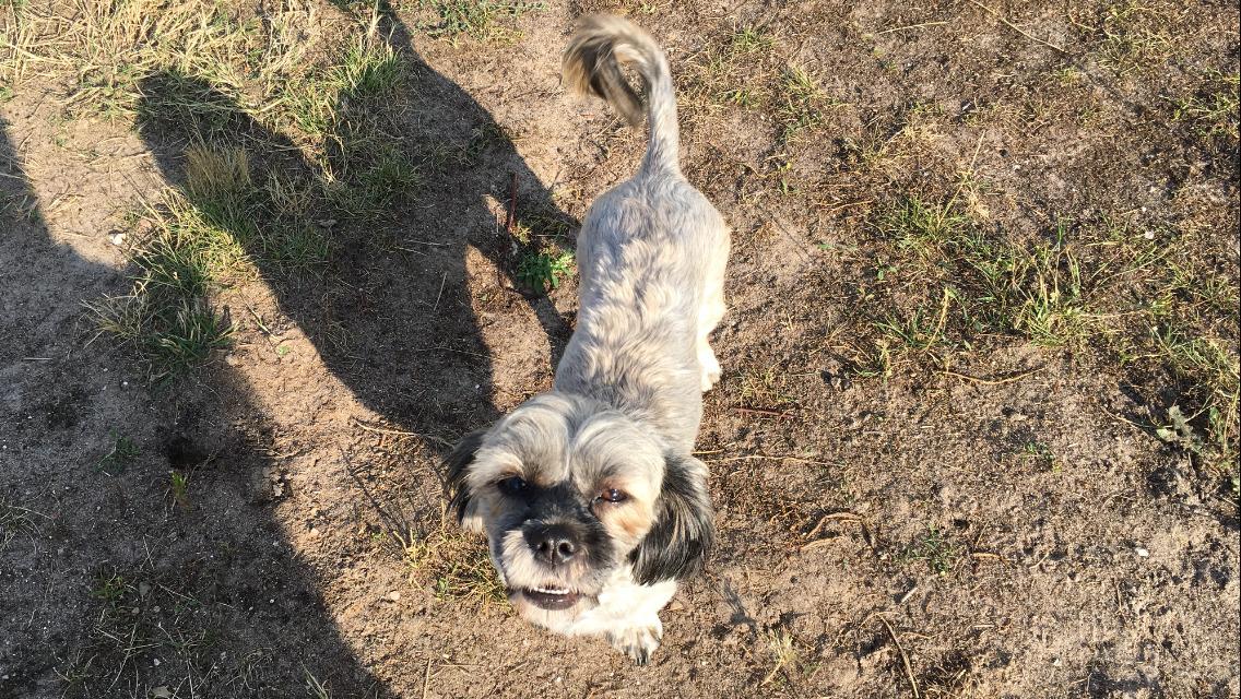 Lhasa apso Tulle *mors*  billede 9