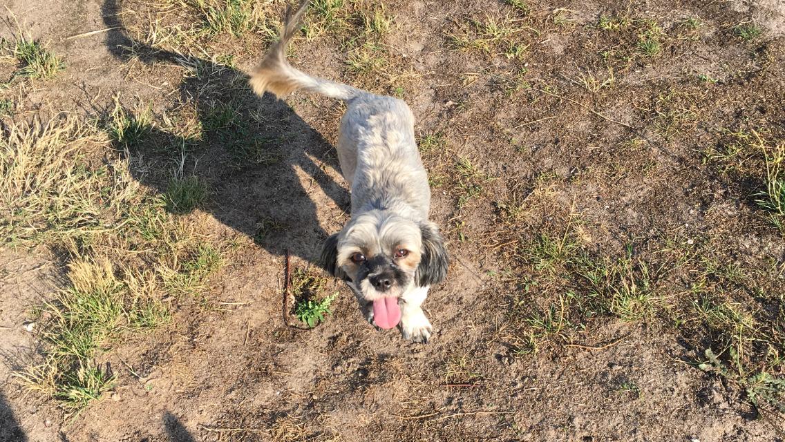 Lhasa apso Tulle *mors*  billede 10